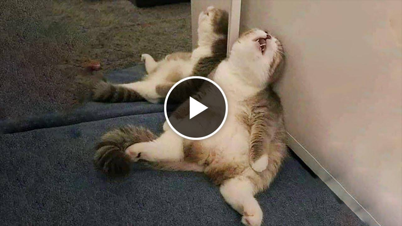 Funniest Cats ? - Don't try to hold back Laughter ? - Funny Cats Life