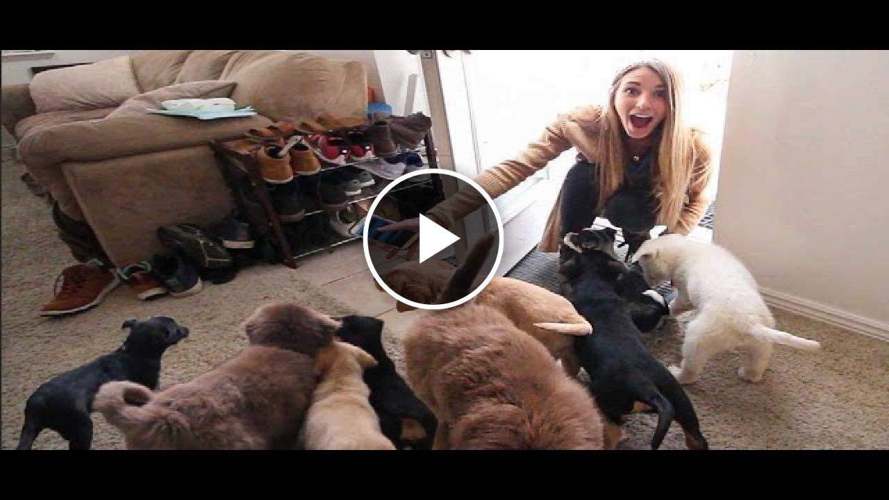 Husband Surprises Wife by Filling House With Puppies!