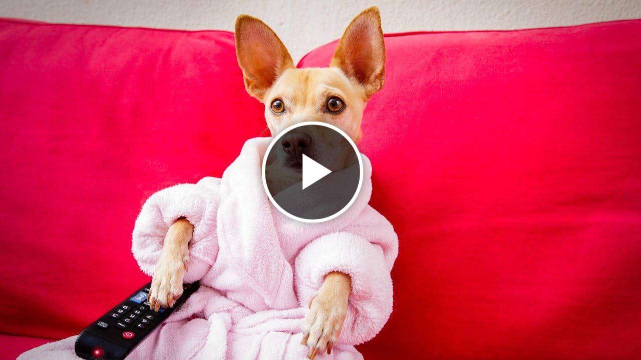 Funniest Animals Video - Funny Dogs And Cats - Try Not To Laugh Animals 2022